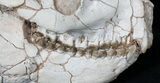 Oreodont (Merycoidodon gracilis) Skull - South Dakota #31523-2